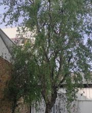 Baum élagage image 8