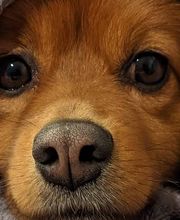 Kleintierpraxis Dr.med.vet. Dorina Schoenrock Bild 1