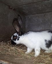 La Ferme du Morillon LFDM image 9