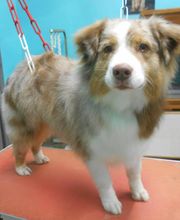 La Bichonnerie Henin image 20