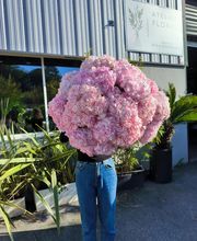 Atelier Flore image 6