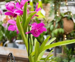 Garten-Center Spiering GmbH Wesel Bild 74