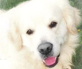 DOG EDUC Academy image 3