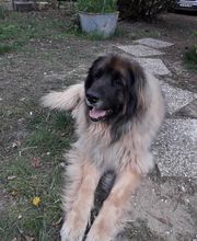 PATTE Z' EN CINQ - AURORE DI FELICE image 2