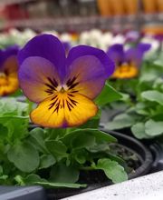 La Main Verte image 3