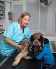 Tierklinik Leimental Bild 10