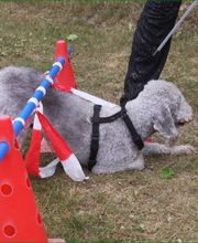 Hundeschule Amperland Ihre mobile Hundeschule bei FFB Bild 3