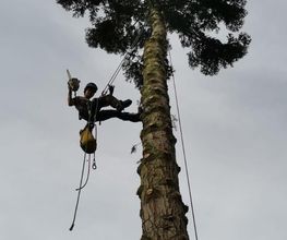 Owens Baumarbeiten Bild 6