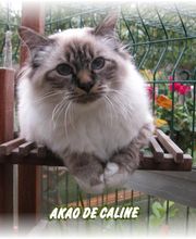 Chatterie de caline : Élevage et vente de chatons Sacré de birmanie image 7
