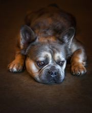 Wewoka Animal Hospital image 13