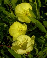 Staudengärtnerei David Müller Bild 53