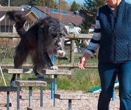 Hundeschule Guggisberg Bild 13