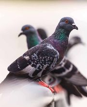 Logicomed Sagl Bild 6