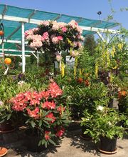 Saalebaumschule Bild 1