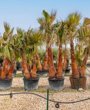 Royal Palm Aix image 1