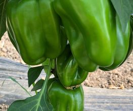 Cueillette du Paradisvogel image 16