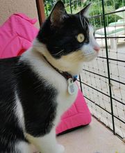 Les Chats de Moulincourt image 4