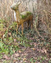 Claudon Thomas image 7