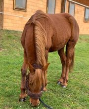 Manège du Mont Bild 7