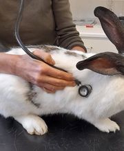 Hase, Untersuchung