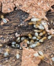 SafeHaven Pest Control image 13