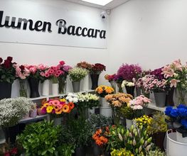 Blumen Baccara Ingolstadt Bild 1