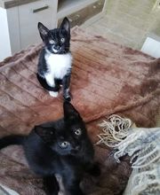 Veterinario Vet Sur Armeñime imagen 4