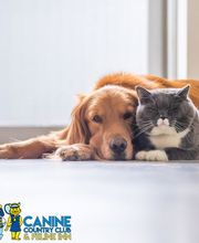 Canine Country Club & Feline Inn image 5