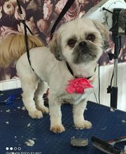 A L'eau Toutou image 6