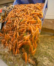 Gallery Professionale