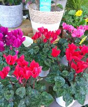 Secrets de Fleurs image 18