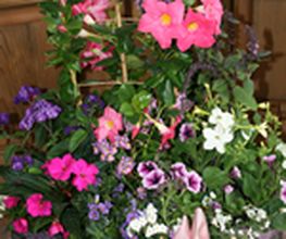 Blumen Joos GmbH Bild 2