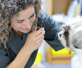 Veterinario Alcorcón imagen 18