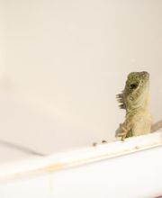 Rye Harrison Veterinary Hospital image 15