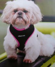 Coiff toutou image 7