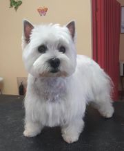 AU TOUTOU MARANS image 5