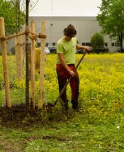 Baumpflege Baumring Bild 4