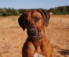 Rhodesian Ridgeback Züchter Bild 8