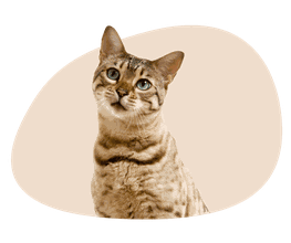 Ananda Animaux image 5