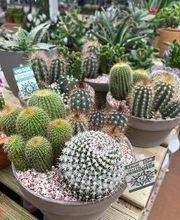 Villaverde Grimaud image 18