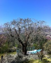 Danielou Elagage image 10