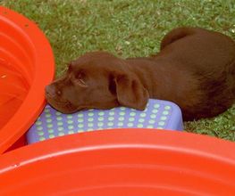 Die Schule der Labradorfreunde Bild 6