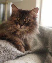 The Country Inn For Cats image 17