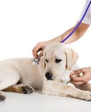 Centro Médico Veterinario Los Álamos imagen 5