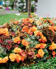 Genossenschaft Kölner Friedhofsgärtner eG Bild 6