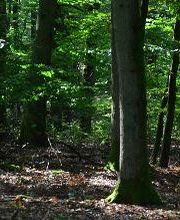 FriedWald Imsbach Bild 6