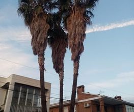 poda-palmera-robusta-cambrils.jpg