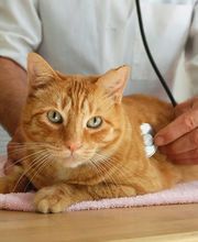 Sangaree Animal Hospital at Cane Bay image 4