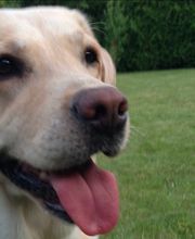 DOGS Training Bild 13