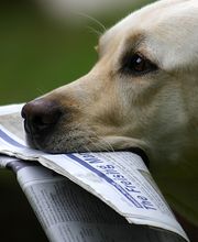 Olde Towne Animal Hospital image 12